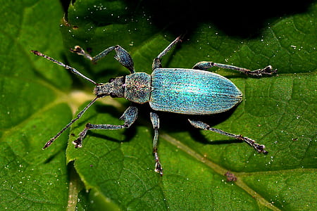 blue and black beetle on green leaf thumbnail