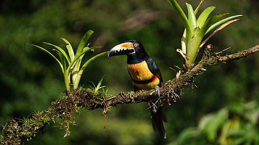 Collared Aracari Toucan - Pteroglossus torquatus thumbnail