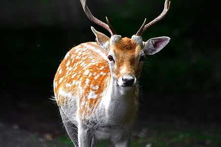 selective focus photography of brown and gray deer thumbnail