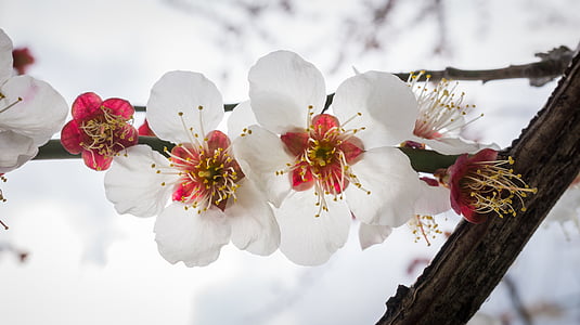 white cherry blossom thumbnail