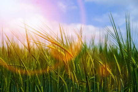 green grass field digital wallpaper thumbnail