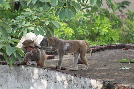 two brown primates on gray concrete surface thumbnail