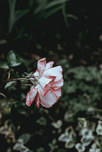 Pink Rose thumbnail