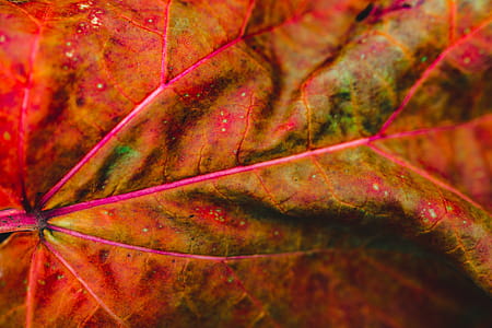 Autumn Details thumbnail
