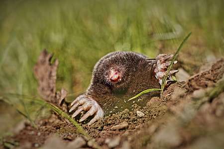closeup photo of brown mole thumbnail