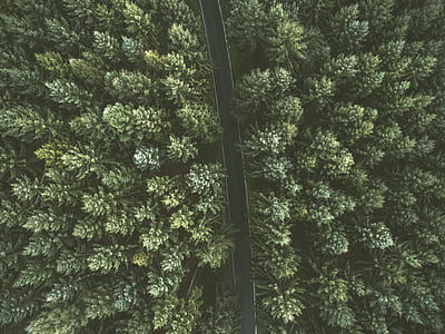 bird's eye view of empty road between tall trees thumbnail