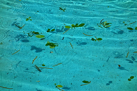 green leaves floating on clear water thumbnail