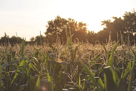 grass field shallow focus photography thumbnail