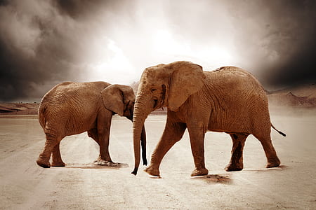 two brown elephant on brown sands thumbnail
