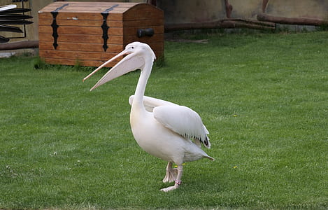white pelican on grass field thumbnail