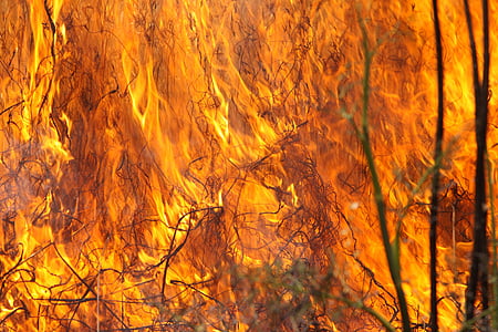burning forest thumbnail