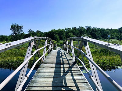 White and Gray Bridge Near Green Leafed Trees thumbnail