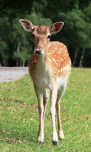 brown deer thumbnail
