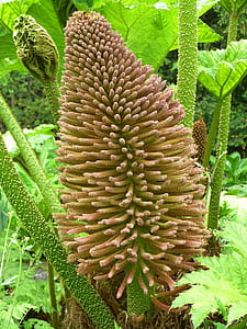 brown and green leafed plant thumbnail