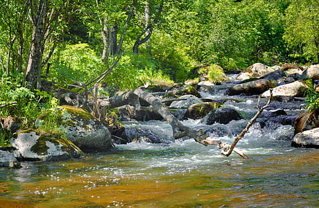 brown tree branch on river thumbnail