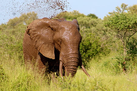 brown elephant near green trees thumbnail
