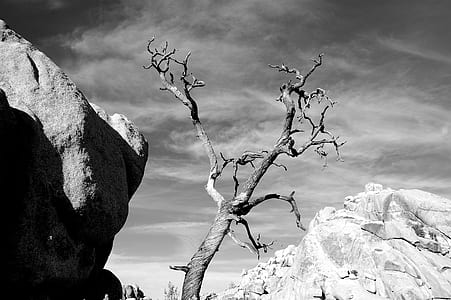 grayscale photography of bare tree thumbnail