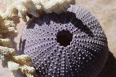 round black sea coral thumbnail