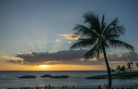 silhouette of coconut palm tree during sunset thumbnail