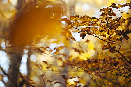 shallow focus photography of brown leaves thumbnail