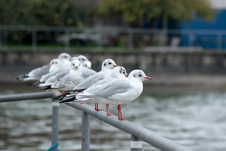 white birds on metal railing thumbnail