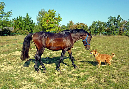 brown horse in front of a short coated brown dog thumbnail