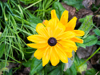 yellow black-eyed Susan flower in close-up photography thumbnail
