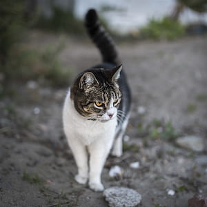 White and Grey Cat Standing on Grey Sand during Daytime thumbnail