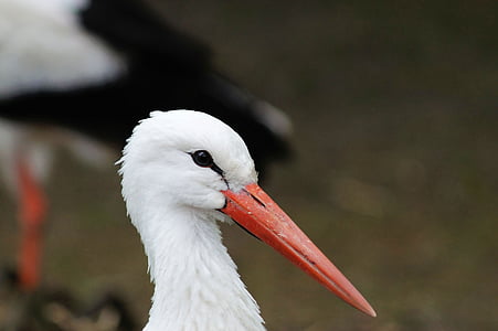 selective focus photography of bird thumbnail