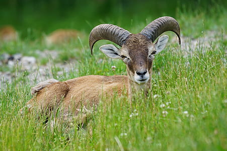 brown ram lying on green grass thumbnail