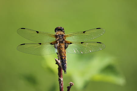 Brown and Black Dragonfly thumbnail