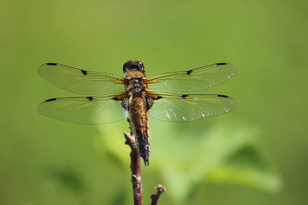 brown dragonfly on leaf branch thumbnail