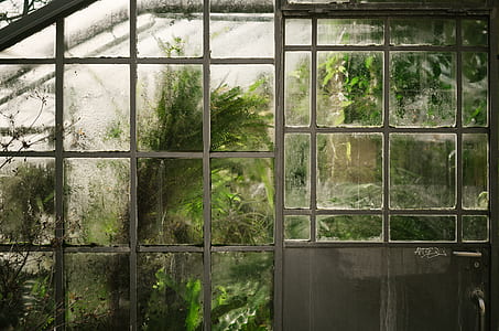 green plants see through window thumbnail