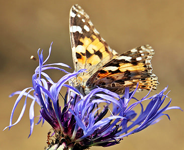 close-up photo of painted lady butterfly perched on purple flower thumbnail