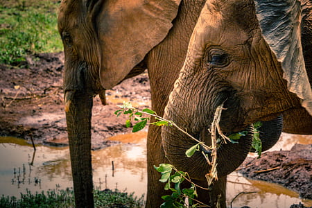 two brown elephants thumbnail