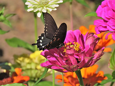 spicebush butterfly perching on pink cluster flower during daytime thumbnail