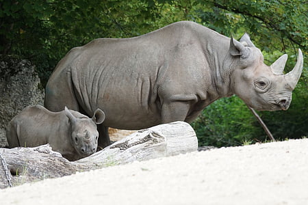 two gray rhinoceros standing near tree during daytime thumbnail