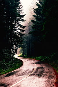gray road between green leafed trees thumbnail