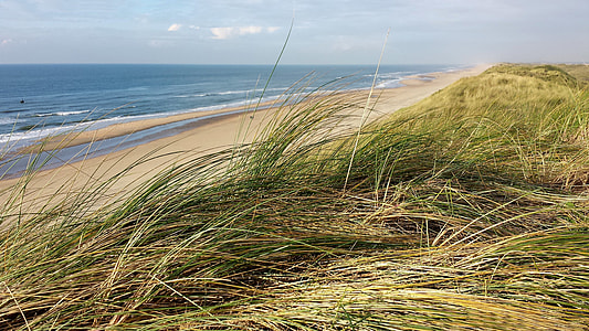 photo of green leaf plant near the sand and seashore thumbnail