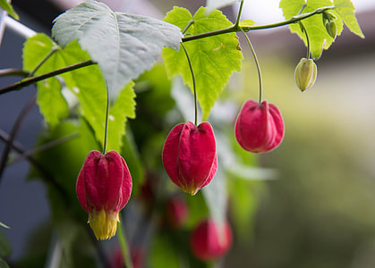 Flower Lanterns On The, Fuchsias thumbnail