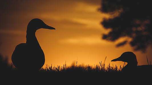 silhouette of ducks during dawn thumbnail