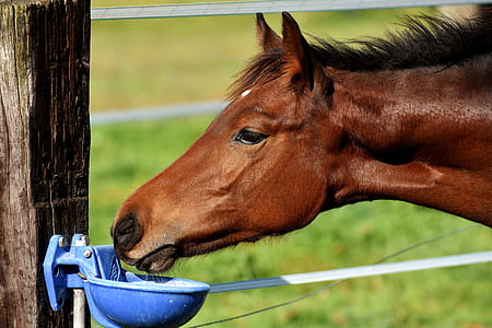 brown horse drinking water thumbnail