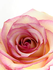 pink and beige rose thumbnail