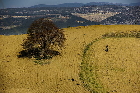 person standing far away from tree thumbnail