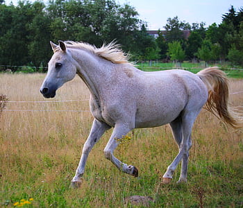 white horse running in the field thumbnail