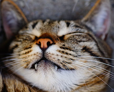 animal, pet, cute, fur thumbnail