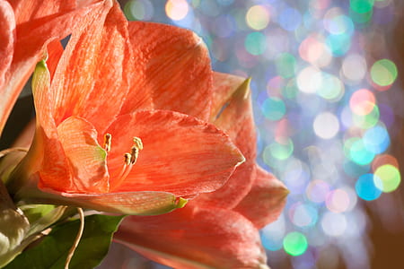 orange petaled flower thumbnail