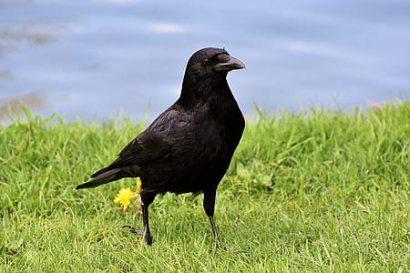 black bird on grass thumbnail