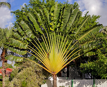 Traveller'S Tree, Travellers Palm thumbnail