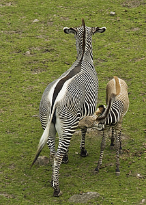 zebra on grass field during daytime thumbnail
